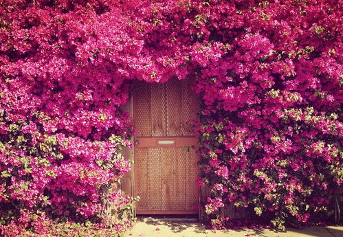 凌霄花：大朵的花朵， 美丽的墙景