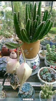 冬性植物的秘密