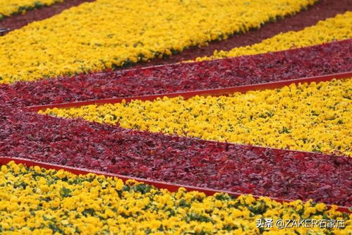 青海高原的生存大师：本地野花