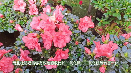 杜鹃花晒太阳技巧+影响，养花必看！