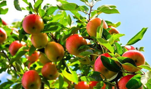 果园使用草甘膦安全吗？有没有更适合果园的除草剂推荐？