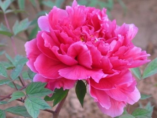 牡丹，家中财运的守护神？