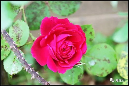 拉斯维利纪念月季的花期是多久呢？