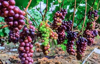 水晶葡萄园间作生姜， 品质产量双赢