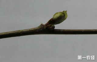 月季花的多种颜色