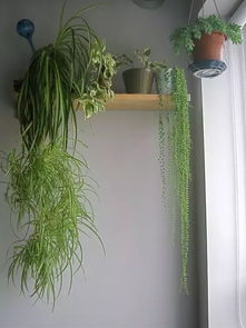 爬藤植物，省钱又美观