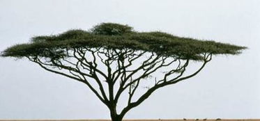 地中海橄榄树的智慧与和平