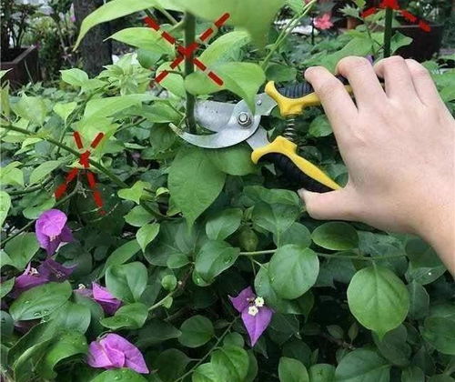 捕蝇草开花，为何要剪掉花