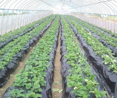 银黑地膜覆盖， 厢面Ke以不使用除草剂