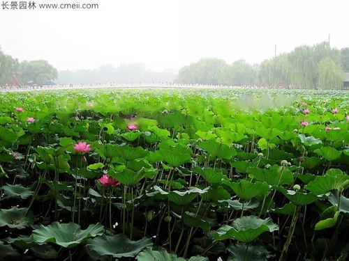 春天里的荷花种植