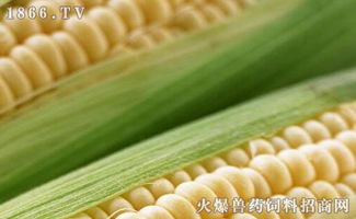 2023年山东饲料级玉米价格能否达到每吨3000元？