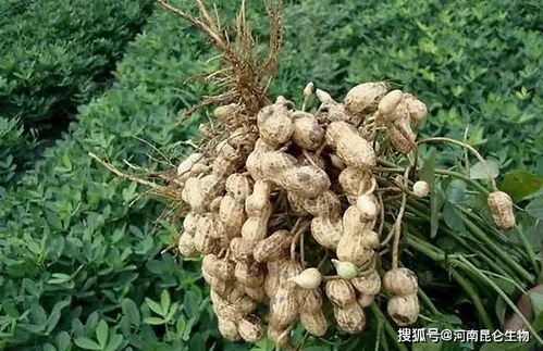 花生丰收的秘密：喷施肥料的选择