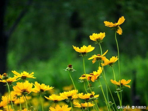 3. 金鸡菊——爆花永动机