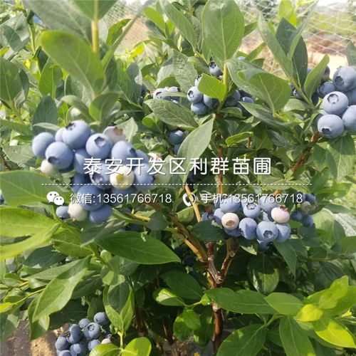 蓝莓树苗价格几何？2024年市场行情究竟如何