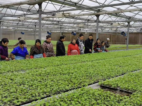 冬季农业养殖防寒保暖关键技术