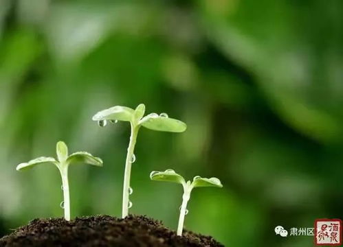 埋种子，深度有讲究