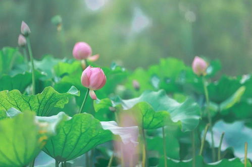 雨棚延花， 栀子花开梗久