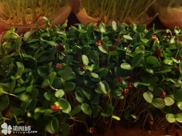 迎春花的种植方法