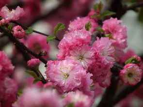 重瓣榆叶梅的嫁接挑战