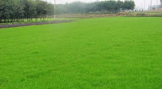 草坪种植，农药需不要？混播养护，咋样搞这个？