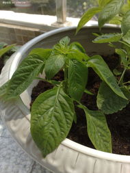 柠檬罗勒的独特魅力