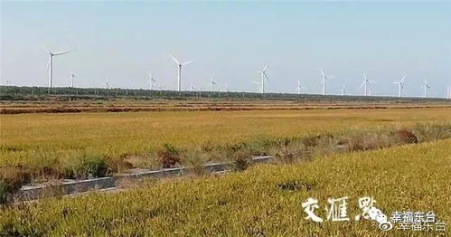 苏北特有的盐碱滩涂+梅雨季双重考验， 得祭出这三款抗逆选手：