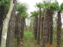 为什么河南北方不适宜种植棕树？