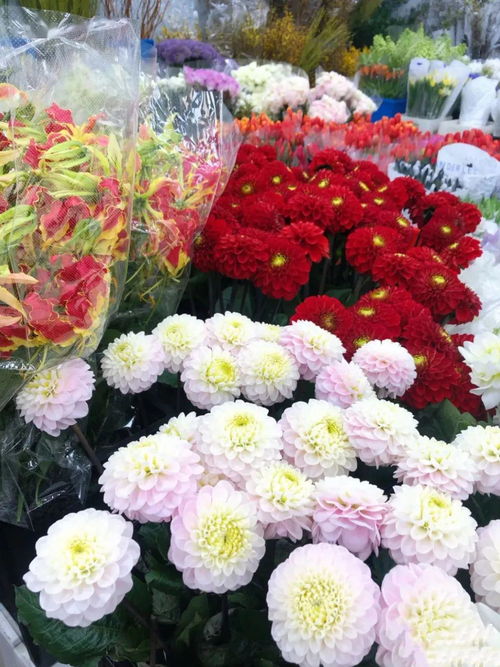 1. 非本地、 本季节的花卉