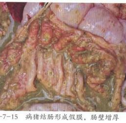 如何快速掌握猪球虫病的防治方法？