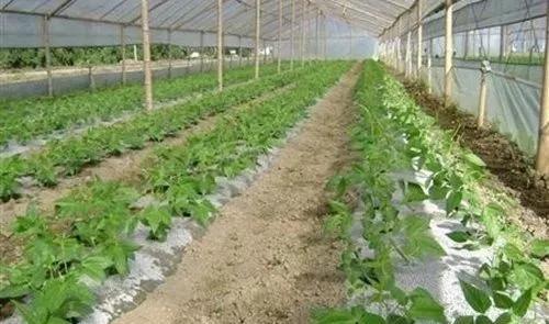 南北播种时间差