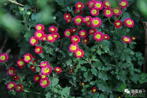 院子的花朵盛宴