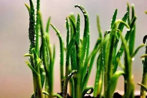 蒜苗浇水周期多久一次养护频率应该如何把握