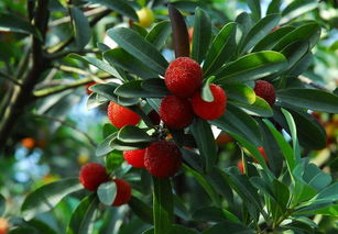 阳台种植杨梅种子， 发芽那些事儿