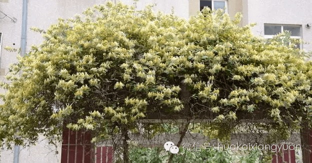 爬藤植物的多样性与优势