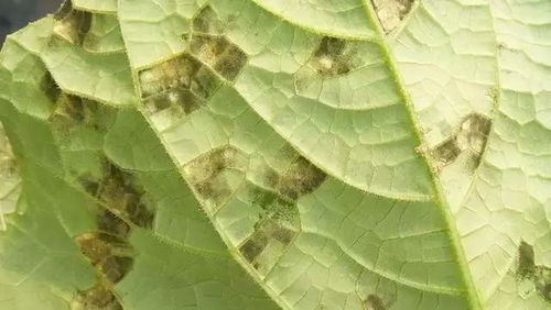 防治药剂大揭秘