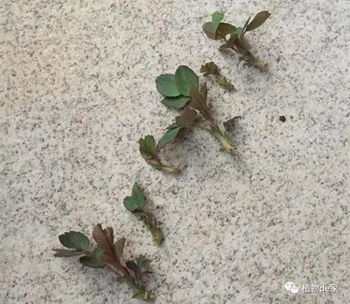 月季抹芽的具体步骤，你掌握了吗？