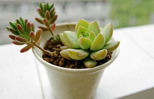 顺利移盆的小技巧