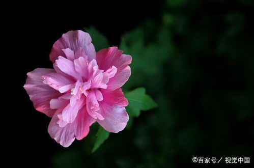 家庭养花的风水知识