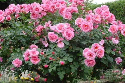 月季花树价格大揭秘