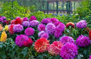 多年生草本花卉，绿化美化的好帮手