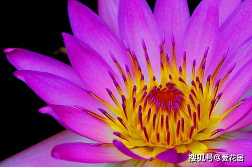 睡莲换水的技巧：保持水质清洁的秘密武器