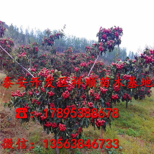 山楂籽种植指南：能否从山楂果实中培育出新的山楂树？