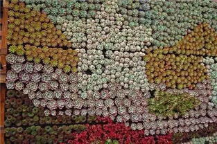 多肉吊养墙挂，格调翻倍！爆款多肉，养眼必备！