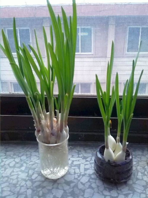 土培蒜苗，比水培粗壮2倍