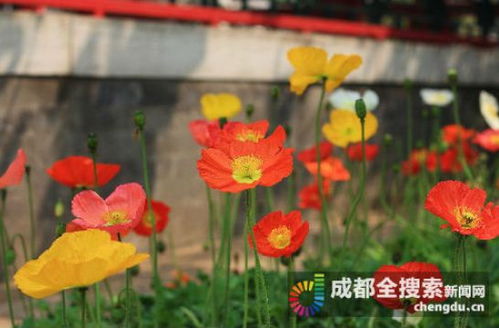 忽地笑的花语是笑容开启美好生活之门