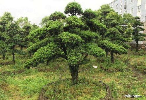 在门前景植罗汉松是否吉利？请详细介绍一下罗汉松的种植方法
