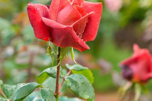 四季玫瑰的秘密