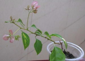 丁香花扦插繁殖的最佳时间是什么时候