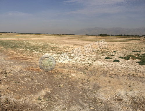盐碱地变金钥匙， 这植物太神奇
