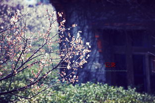 冬天有哪些花？这几种你一定见过